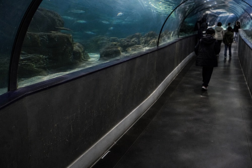 Shark tunnel walkway inside an aquarium, no text, no logos, no people