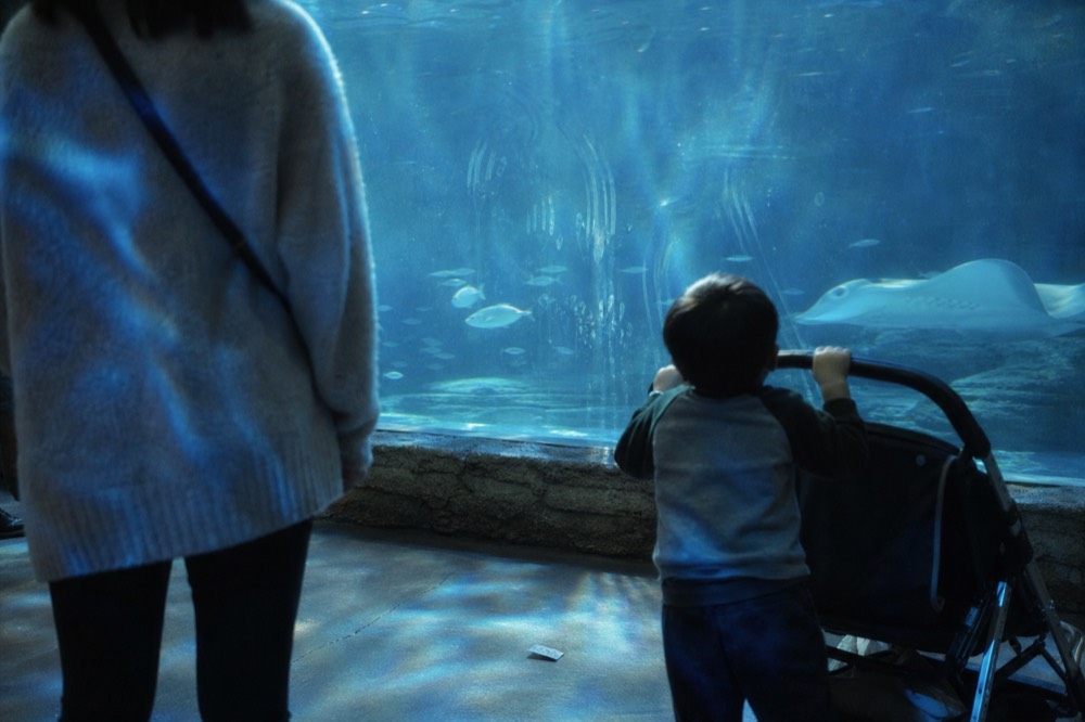 Visitors watching fish through a large glass tank, no text, no logos, no people