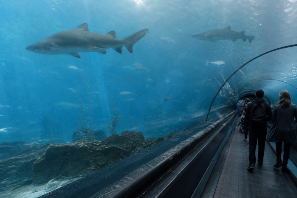 Long transparent underwater tunnel with a moving walkway and fish overhead, no text, no logos, no people