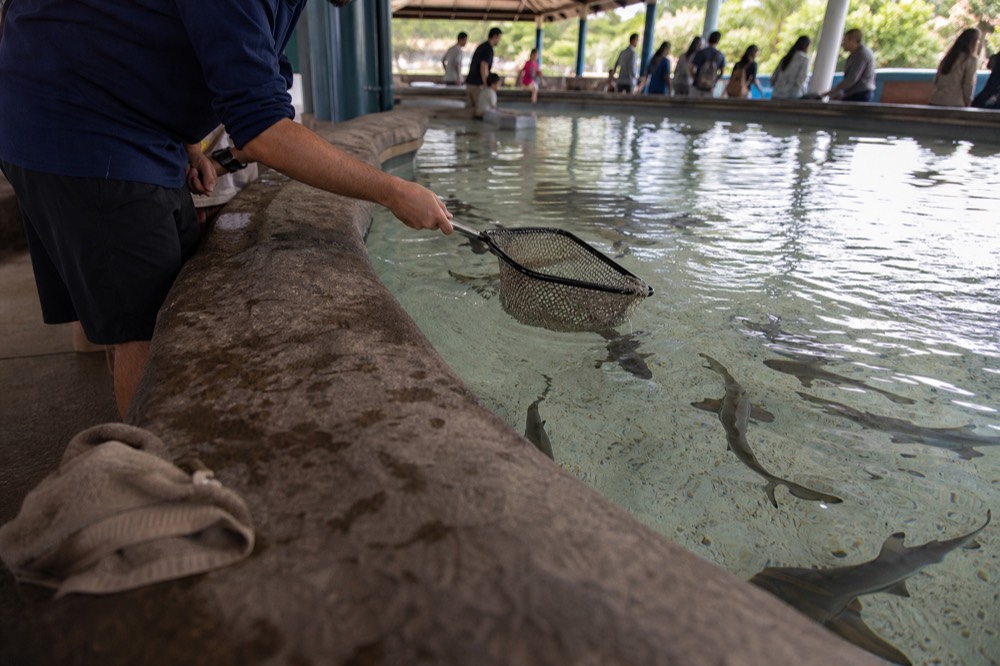 Shallow touch pool with small sharks swimming under a guide's net, no text, no logos, no people
