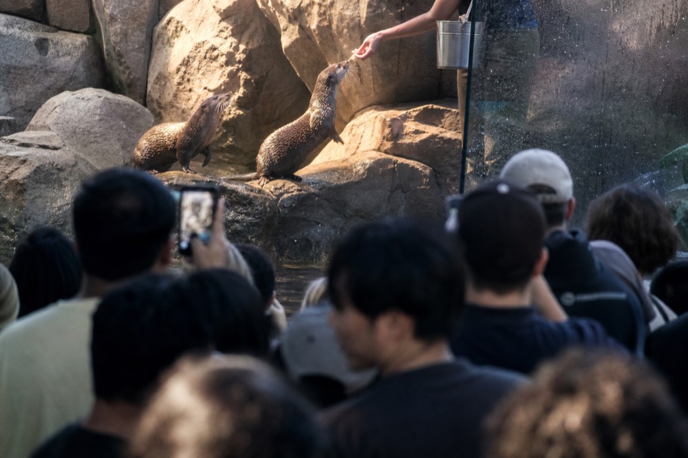 Visitors watching the otter feeding at Aquaria KLCC, no text, no logos, no people