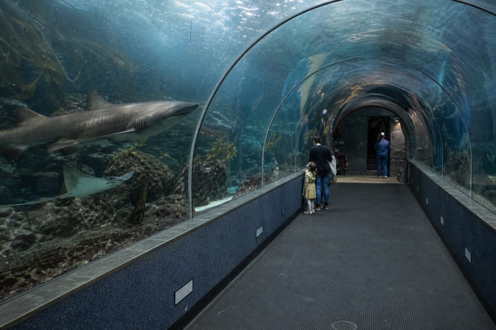 Visitors walking through a curved acrylic tunnel with sharks and rays swimming around them, no text, no logos, no people
