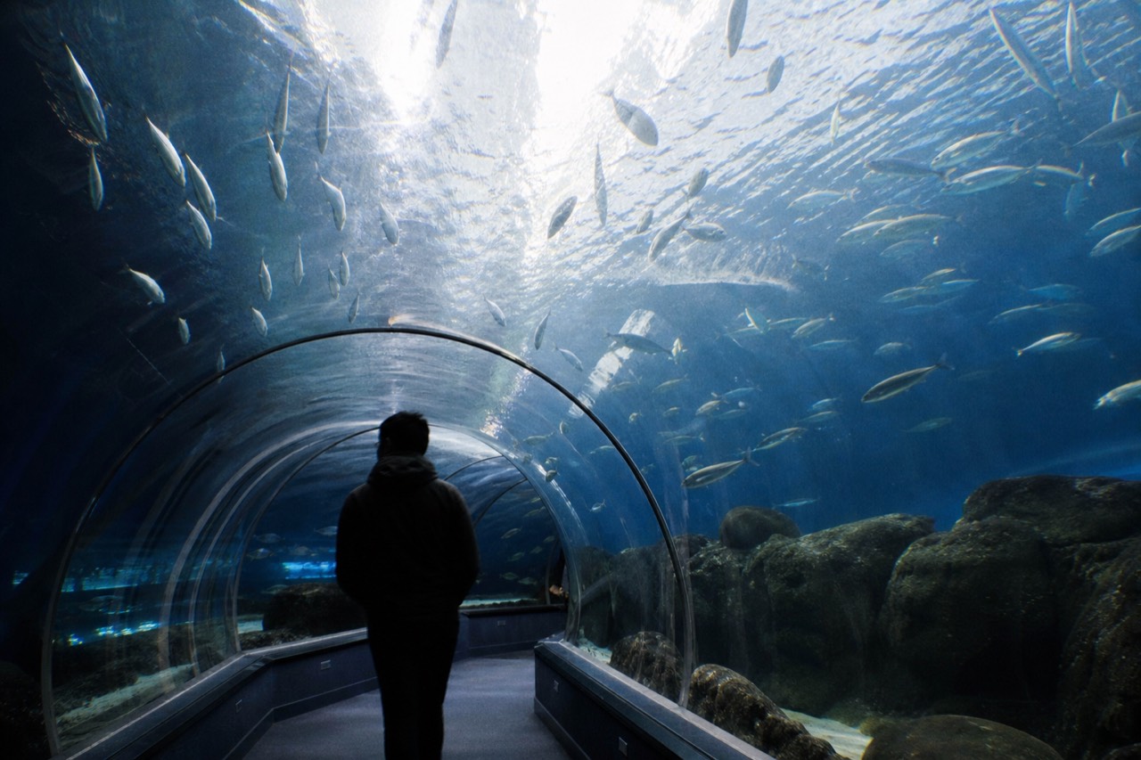 Glass tunnel inside an aquarium with fish swimming overhead, no text, no logos, no people