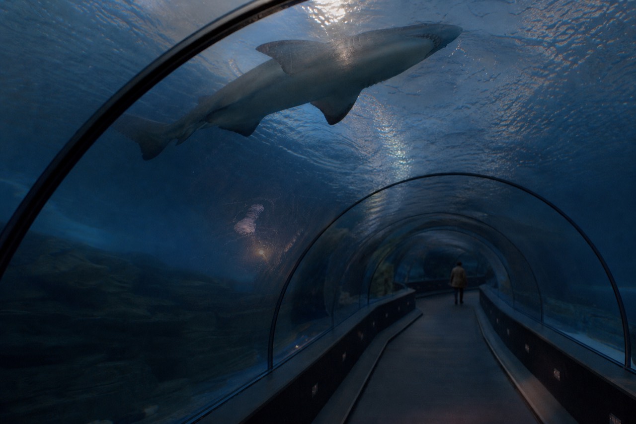 A curved aquarium tunnel with sharks swimming overhead, no text, no logos, no people