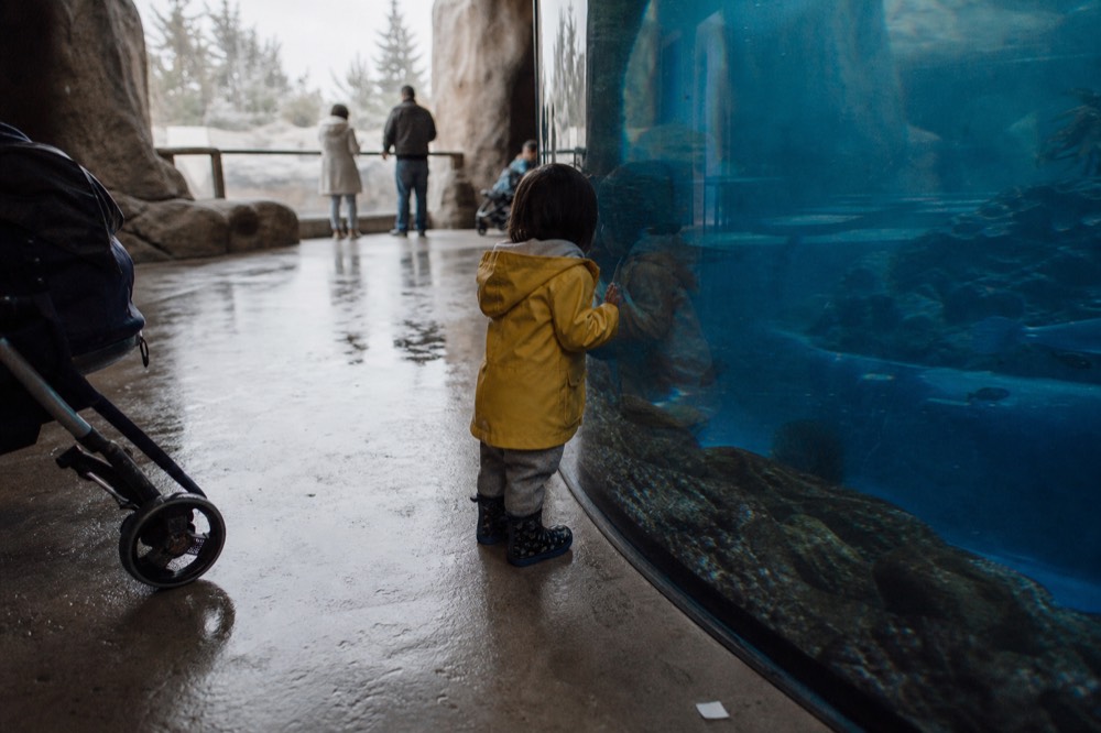 A child watching fish through a curved aquarium glass panel, no text, no logos, no people