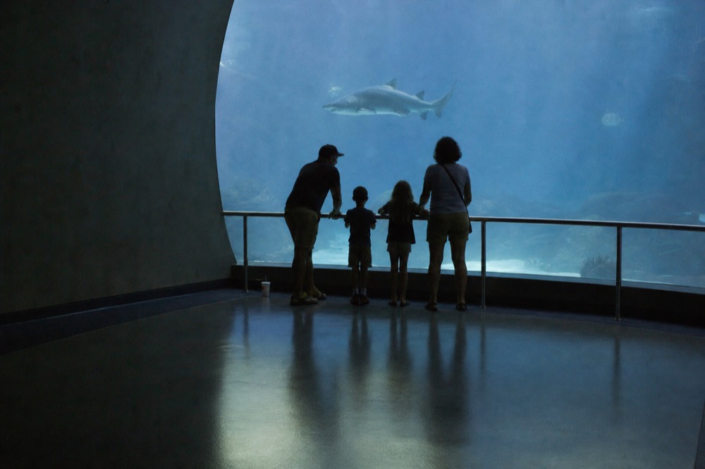 A family watching a large shark swim past a curved glass tank wall, no text, no logos, no people