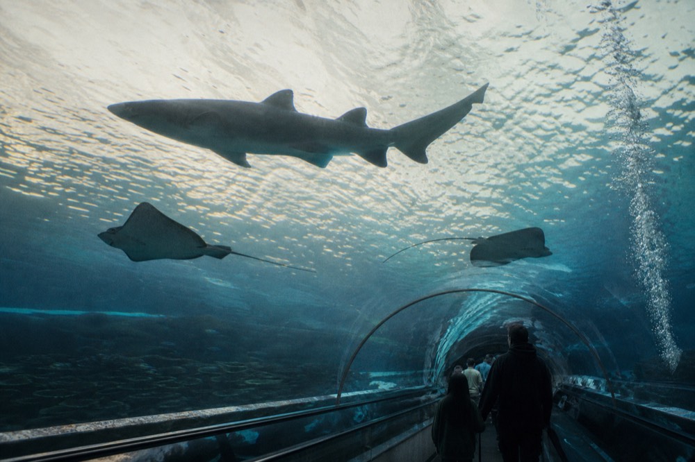 A sand tiger shark and rays swimming over a glass tunnel walkway, no text, no logos, no people