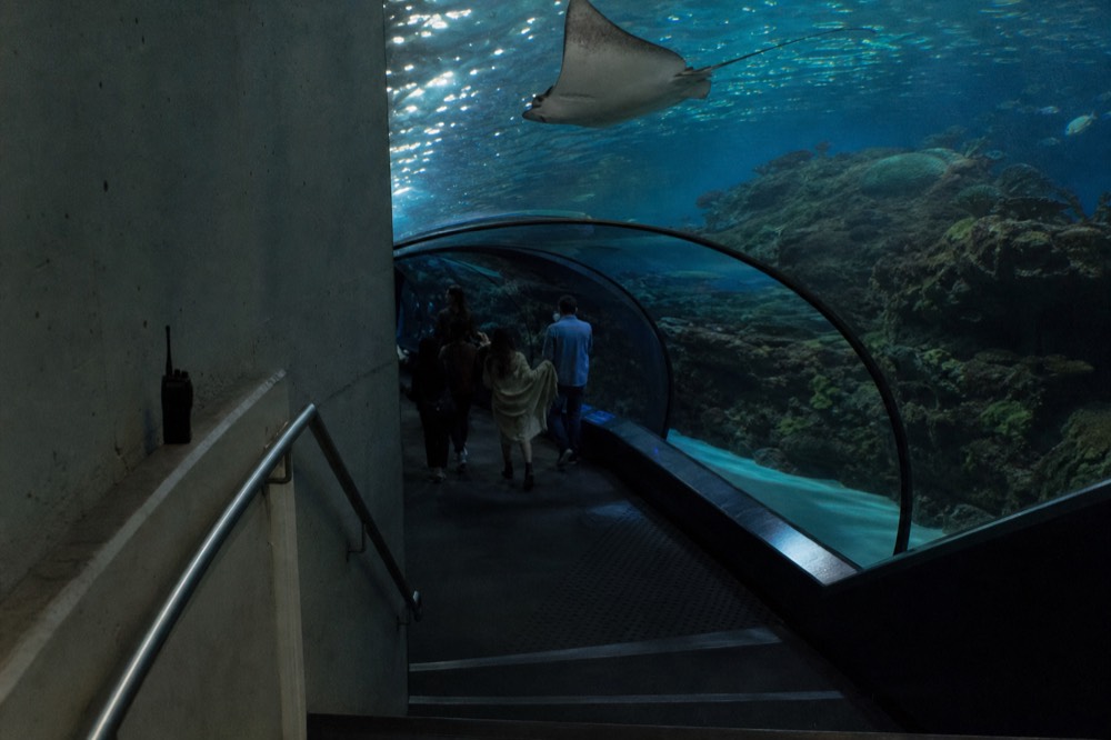 A wide aquarium gallery with a curved glass tunnel and marine fish overhead, no text, no logos, no people