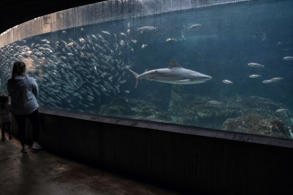 A curved ocean tank wall with schools of fish and a shark passing overhead, no text, no logos, no people
