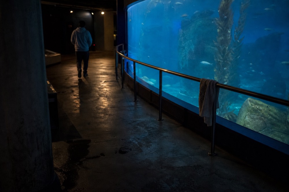 A dark aquarium gallery lit by a large curved tank, no text, no logos, no people
