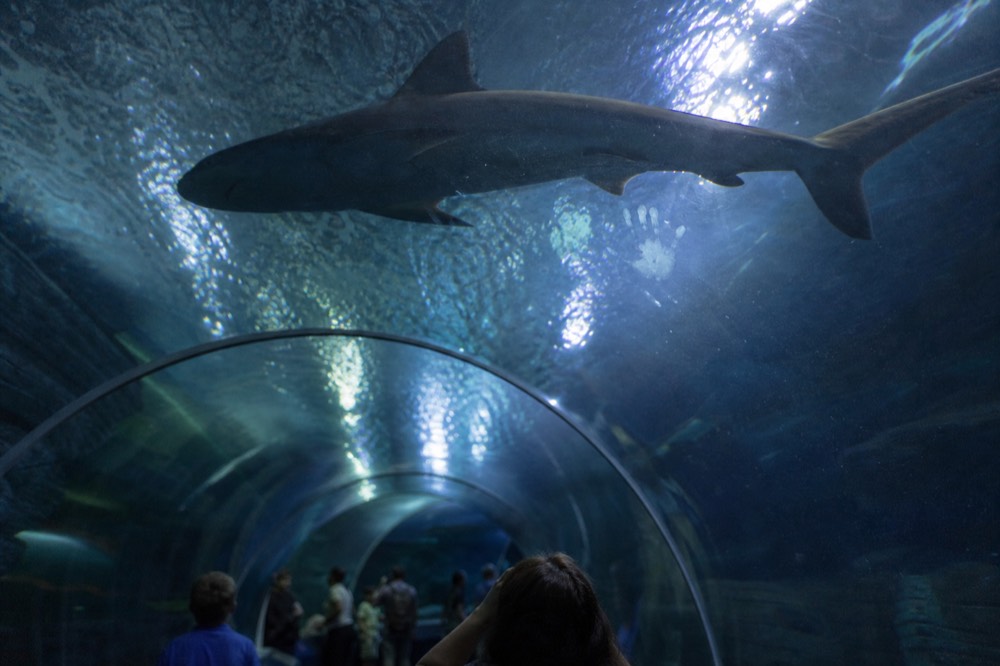 Aquaria KLCC underwater tunnel with sharks, no text, no logos, no people