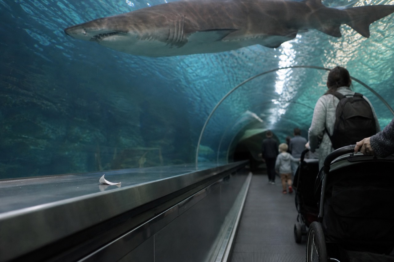 Guests riding the moving walkway through the transparent tunnel at Aquaria KLCC, silhouetted fish and a shark passing overhead in blue water.